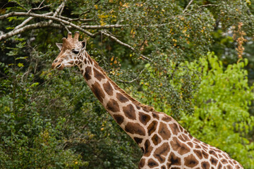 Giraffe als Vollportrait