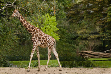 Giraffe - Netzgiraffe im Zoo