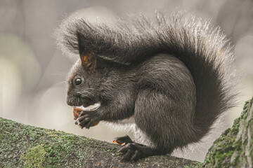 Fressendes Eichhörnchen im Baum