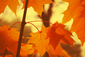 yellow autumn maple leaves close up 