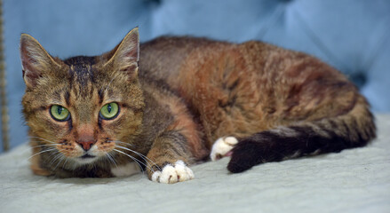 striped cat with white paws and green eyes