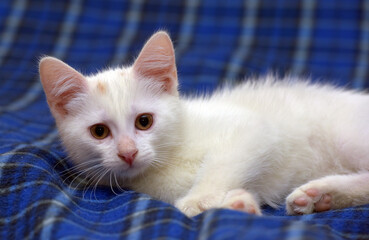 cute fluffy white kitten on a blue