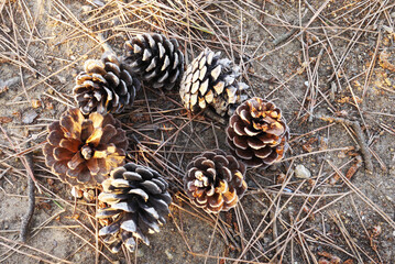 pine cone