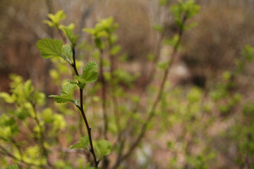 sprout on tree