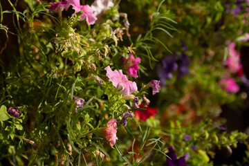 pink flowers in the garden