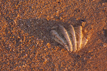 Shell lie on sand sea coast. Texture