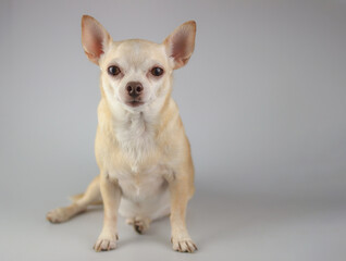 healthy brown  short hair chihuahua dog, sitting on gray background, looking at camera, isolated.