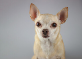 healthy brown  short hair chihuahua dog, sitting on gray background, looking at camera, isolated.