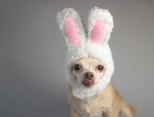 healthy brown  short hair chihuahua dog, wearing rabbit ear  costume sitting on gray background, licking his lips and looking at camera, isolated.
