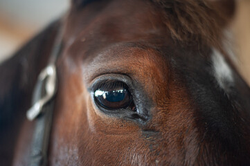 portrait of gorgeous tribal black horse