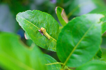The closeup of fat green caterpillar is climbing on the green lemon leaf. It’s eating some food on green leaf in natural theme. It becomes a pupa before will be grow to the butterfly next.