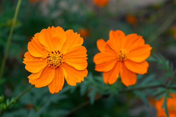 orange flowers in the garden. selective focus