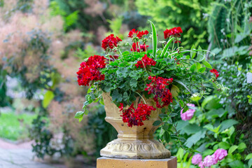 Fototapeta na wymiar Pelargonium flowers in a pot in the garden. Beautiful geranium flowers in a pot. Beautiful pelargonium flowers in a pot.