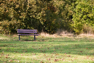 Empty bench in a park on a sunny autumn afternoon, Kent, England