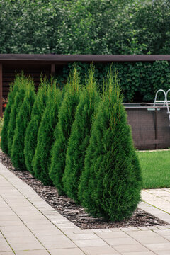 thuja smaragd in landscape design, selective focus