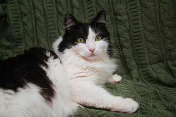 On a green knitted blanket lies a fluffy black-white cat.