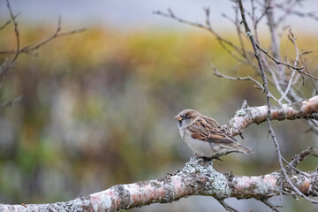 Passer domesticus - Sparrow or sparrow is a species in the sparrow family, and one of 28 species in the numerous genus Passer,Helgeland,Northern Norway,scandinavia,Europe