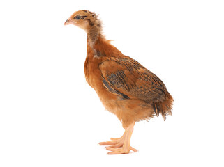 Brown chicken isolated on white
