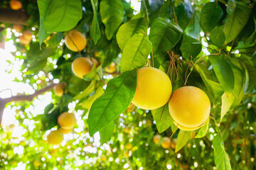 Yellow ripe grapefruit on a tree branch in the orchard