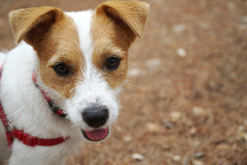 Tierno Jack Russell