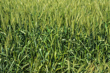 A background image of green wheat agriculture field