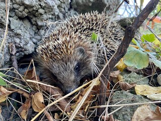 hedgehog in the garden