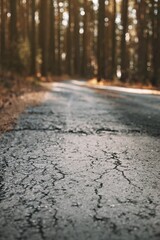 Old abandoned asphalt road in the autumn pine forest. Mystery autumn forest landscape. Beauty in nature. Vertical shot. Selective focus