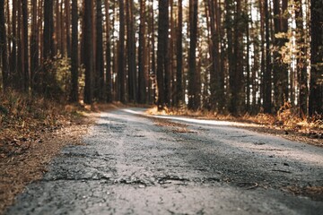 Old abandoned asphalt road in the autumn pine forest. Mystery autumn forest landscape. Beauty in nature. Selective focus