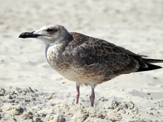 bird, seagull, nature, gull, animal, beach, sea