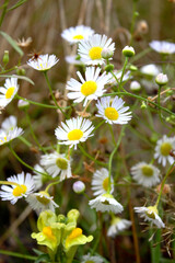 flower green nature