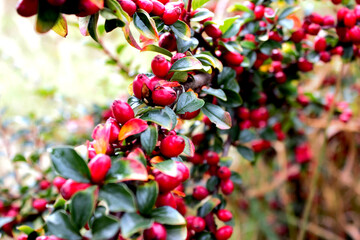 Obraz premium flower green nature