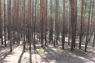 pine trees in the forest
