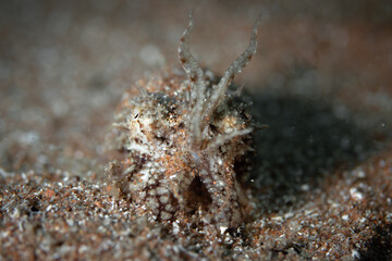 Close up detail of cuttlefish - Sepia camouflaging with its surrounding in the Mediterranean Sea