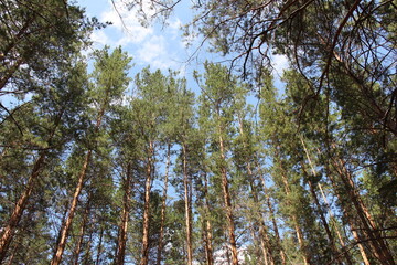 trees in the forest and sky