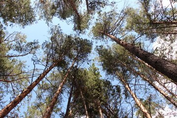 Trees in the forest.  Tree tops on sky background