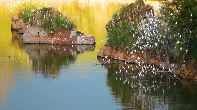 Sleeping Cattle Heron (Bubulcus ibis) in Cantabria, Spain, Europe