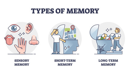 Types of memory - sensory, short-term and long-term, vector outline diagram. Sensory information transferred and stored as memories. Cognitive science research and studying the human mind and brain.