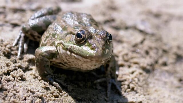 Green Spotted Frog Sitting on Wet Sand in Sunbeams at Sunset on River Bank. Front view. A wet reed toad with protruding eyes waiting for prey. A reptile breathes skin, nostrils. Wildlife. Close up.