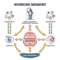 Working memory and conscious awareness, outline diagram vector illustration. Sensory input stage followed by processes of the brain and storing information in long term memory. Cognitive science study - obrazy, fototapety, plakaty