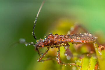 this animal is a very dangerous pest on rice crops, in Indonesia it is called the name 