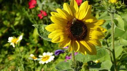 Sommerblume