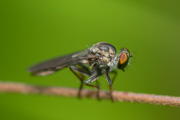 robber fly is waiting for prey.
robber fly on a leaf waiting for prey