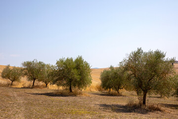 Asciano (SI), Italy - August 02, 2021: A olive tree in a typical scenary of Crete Senesi, Asciano,...