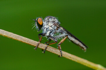 robber fly is waiting for prey.
robber fly on a leaf waiting for prey