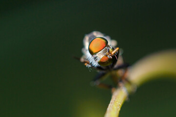 robber fly is waiting for prey.
robber fly on a leaf waiting for prey