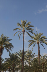 Fototapeta na wymiar Palm Trees in Alicante, Spain | Europe Travel Photography