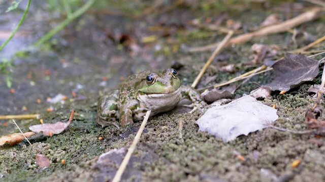 Green Spotted Reed Toad Sits on Wet Sand a Waiting Prey. A slippery, frog, reptile rests in fallen dry leaves on bank of a swamp. Amphibian with bulging eyes breathes skin, nostrils. Wildlife. 4K.