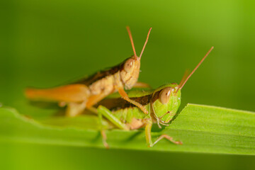 Fototapeta premium The small swamp grasshopper (Stethophyma grossum), an endangered species of insect unique to wet meadows and marshes