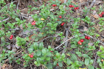 Berries on a bush. Cowberry in the forest