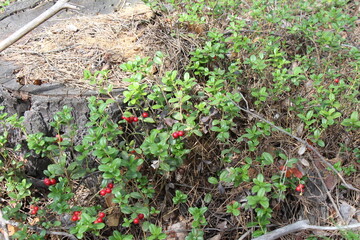 cowberry in the forest